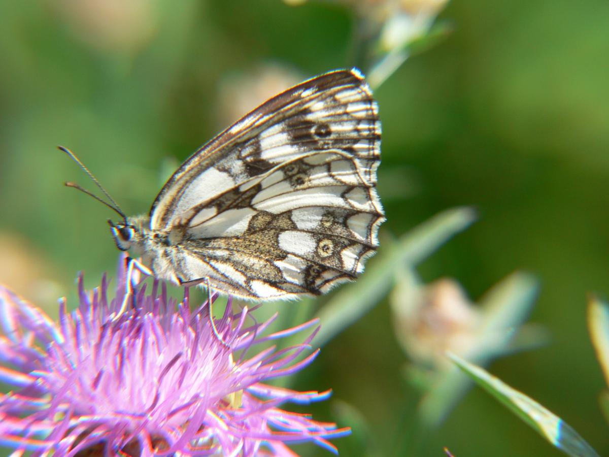 Melarangia galathea (2) ?